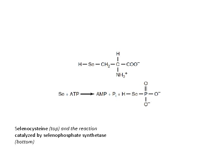 Selenocysteine (top) and the reaction catalyzed by selenophosphate synthetase (bottom) 