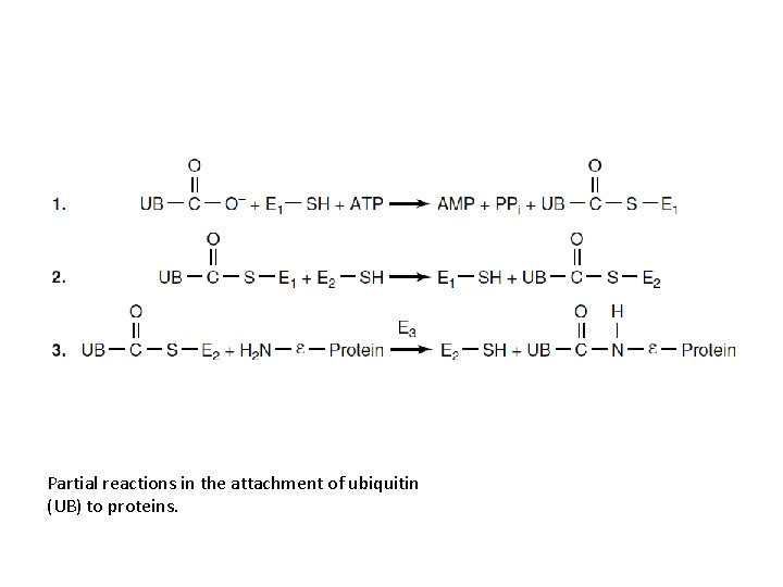 Partial reactions in the attachment of ubiquitin (UB) to proteins. 