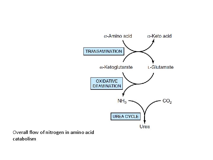 Overall flow of nitrogen in amino acid catabolism 