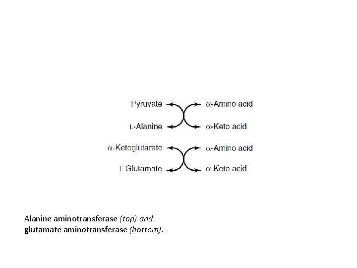 Alanine aminotransferase (top) and glutamate aminotransferase (bottom). 