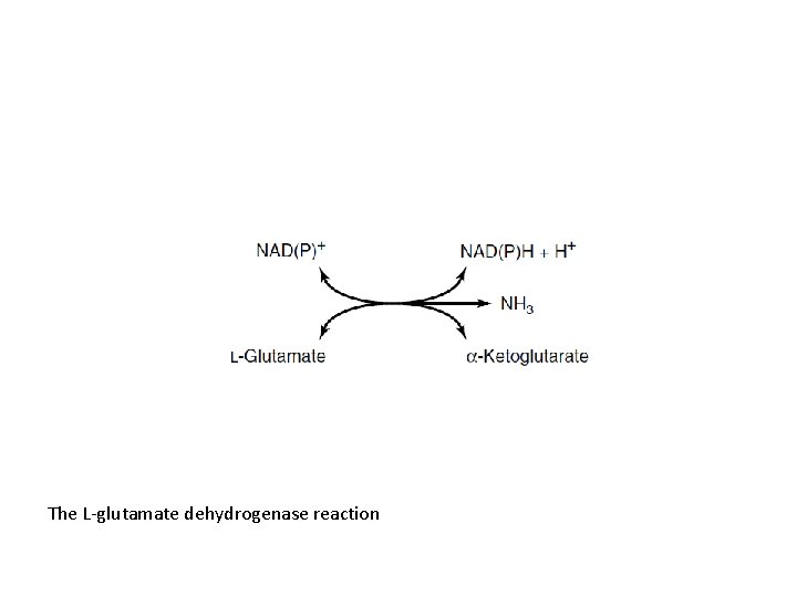 The L-glutamate dehydrogenase reaction 