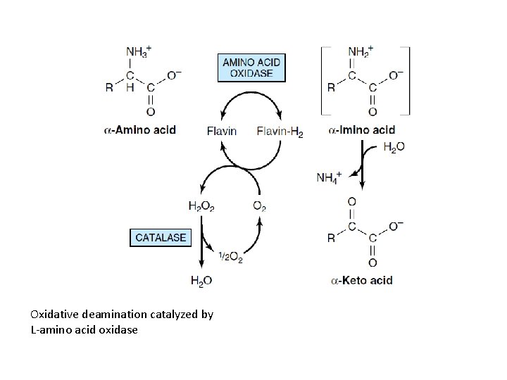 Oxidative deamination catalyzed by L-amino acid oxidase 