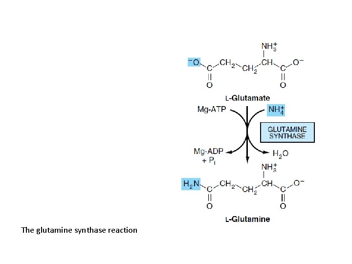 The glutamine synthase reaction 