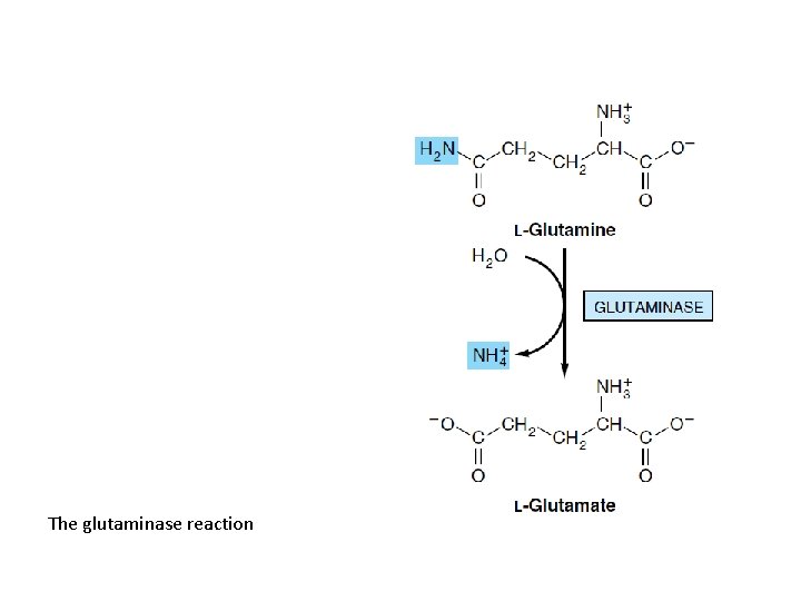 The glutaminase reaction 