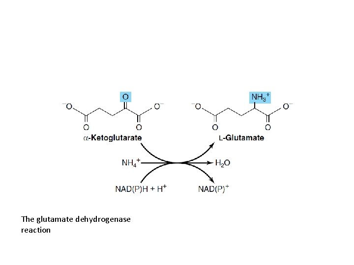 The glutamate dehydrogenase reaction 