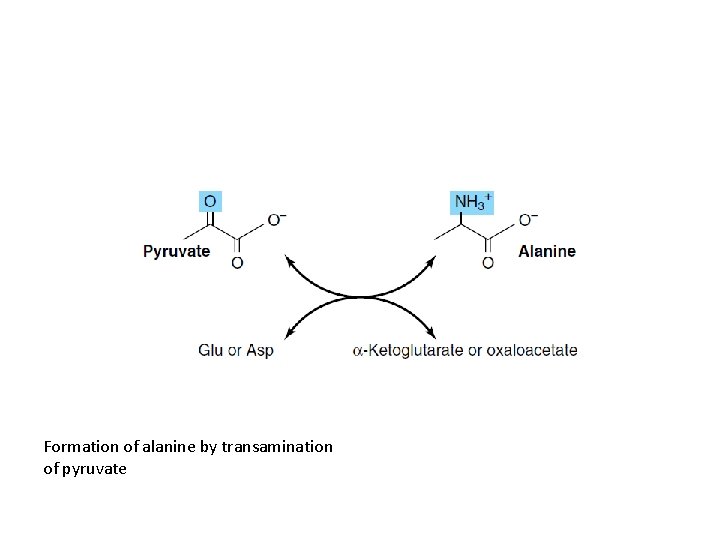 Formation of alanine by transamination of pyruvate 