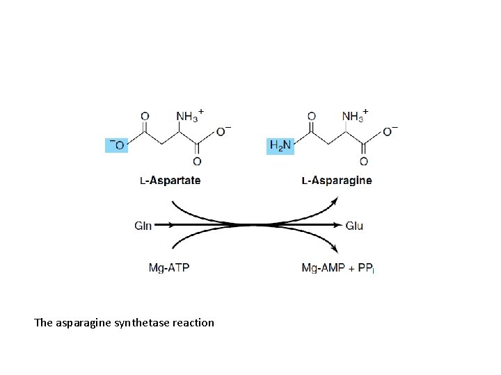 The asparagine synthetase reaction 