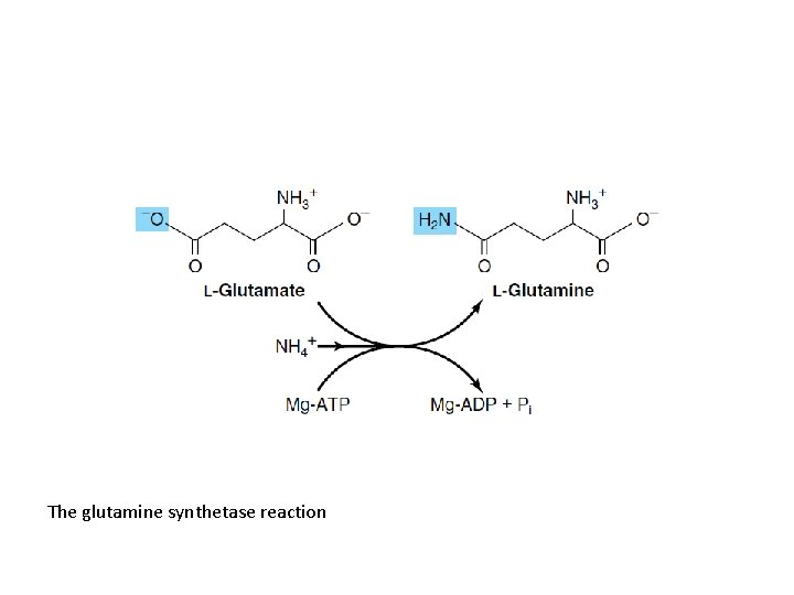 The glutamine synthetase reaction 