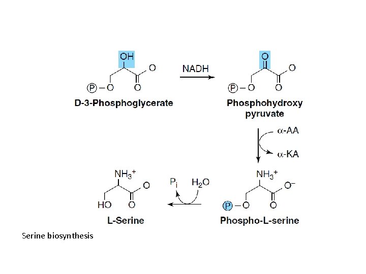 Serine biosynthesis 
