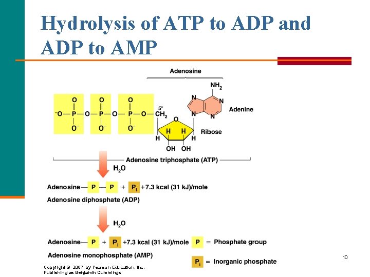Hydrolysis of ATP to ADP and ADP to AMP 10 Copyright © 2007 by