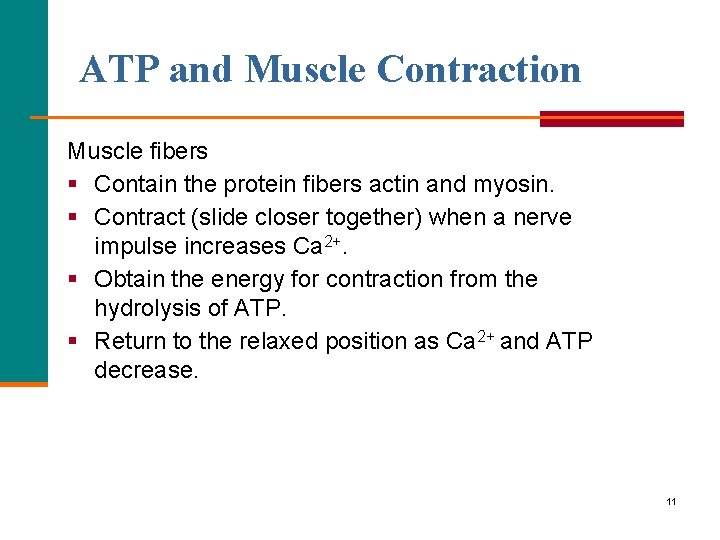 ATP and Muscle Contraction Muscle fibers § Contain the protein fibers actin and myosin.