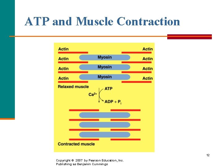 ATP and Muscle Contraction 12 Copyright © 2007 by Pearson Education, Inc. Publishing as