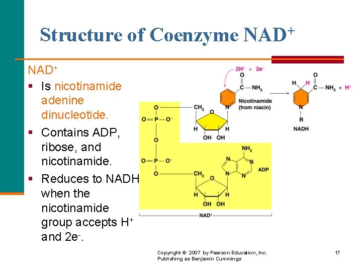 Structure of Coenzyme NAD+ § Is nicotinamide adenine dinucleotide. § Contains ADP, ribose, and