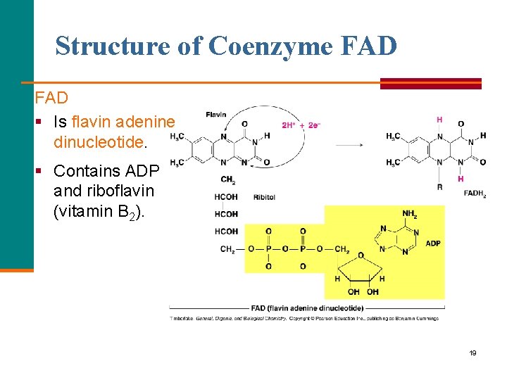 Structure of Coenzyme FAD § Is flavin adenine dinucleotide. § Contains ADP and riboflavin