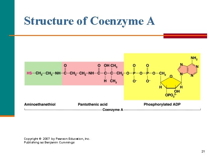 Structure of Coenzyme A Copyright © 2007 by Pearson Education, Inc. Publishing as Benjamin
