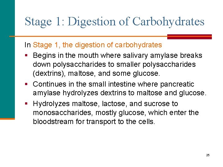 Stage 1: Digestion of Carbohydrates In Stage 1, the digestion of carbohydrates § Begins