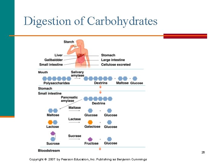 Digestion of Carbohydrates 26 Copyright © 2007 by Pearson Education, Inc. Publishing as Benjamin