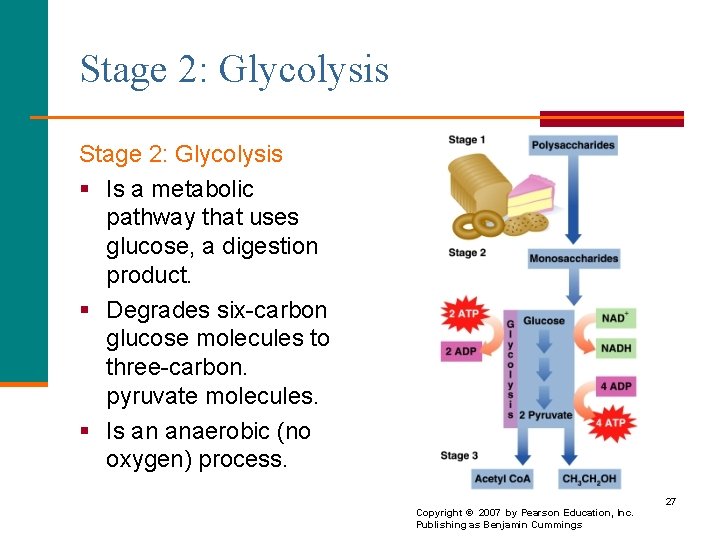 Stage 2: Glycolysis § Is a metabolic pathway that uses glucose, a digestion product.