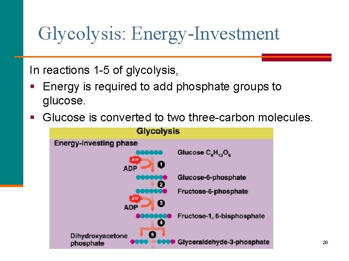 Glycolysis: Energy-Investment In reactions 1 -5 of glycolysis, § Energy is required to add