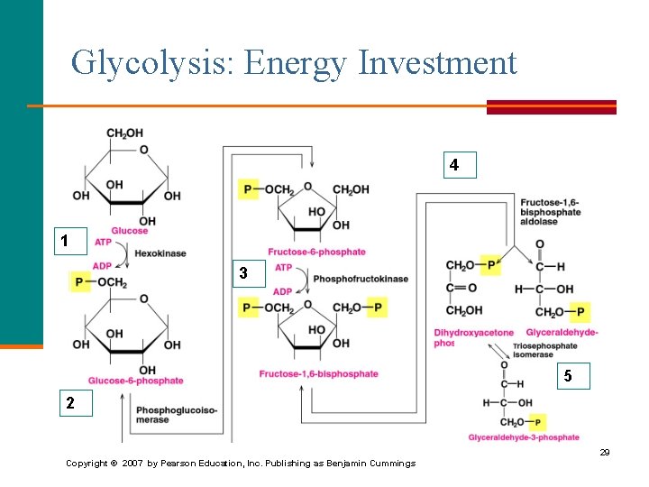 Glycolysis: Energy Investment 4 1 3 5 5 2 29 Copyright © 2007 by