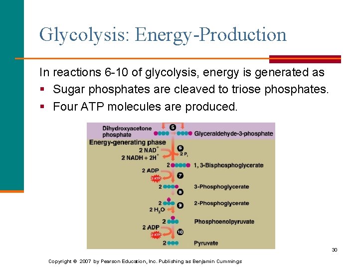 Glycolysis: Energy-Production In reactions 6 -10 of glycolysis, energy is generated as § Sugar