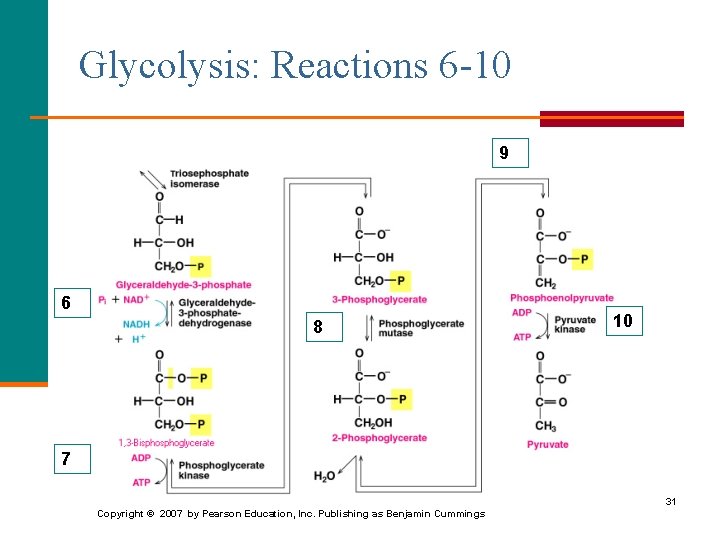 Glycolysis: Reactions 6 -10 9 6 8 10 7 31 Copyright © 2007 by
