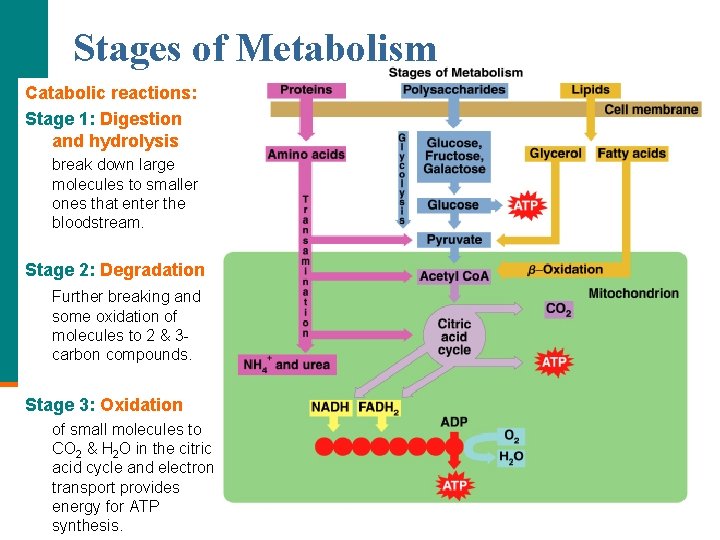 Stages of Metabolism Catabolic reactions: Stage 1: Digestion and hydrolysis break down large molecules