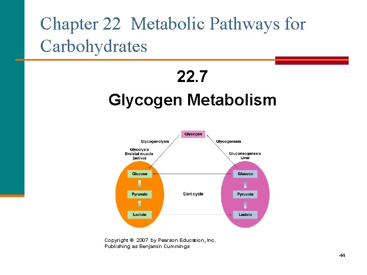 Chapter 22 Metabolic Pathways for Carbohydrates 22. 7 Glycogen Metabolism Copyright © 2007 by