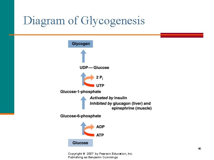 Diagram of Glycogenesis 46 Copyright © 2007 by Pearson Education, Inc. Publishing as Benjamin