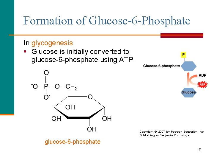 Formation of Glucose-6 -Phosphate In glycogenesis § Glucose is initially converted to glucose-6 -phosphate
