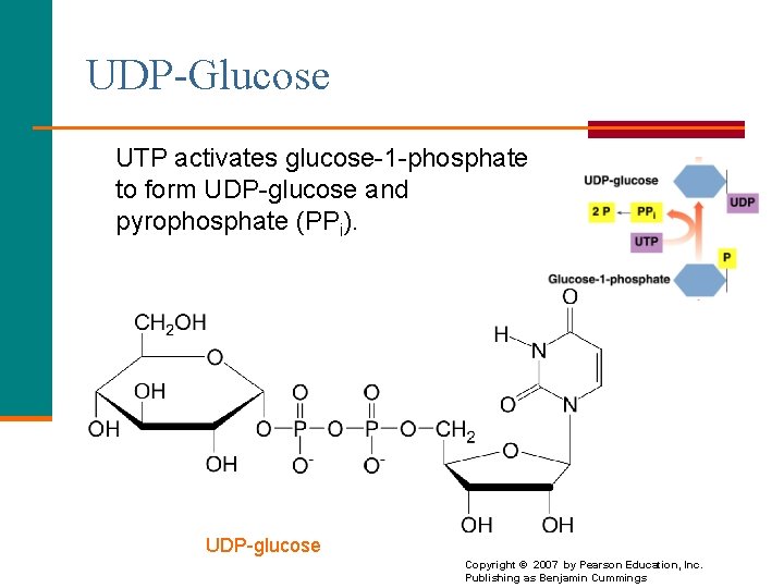 UDP-Glucose UTP activates glucose-1 -phosphate to form UDP-glucose and pyrophosphate (PPi). UDP-glucose 49 Copyright