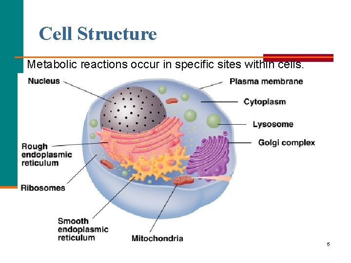 Cell Structure Metabolic reactions occur in specific sites within cells. 5 