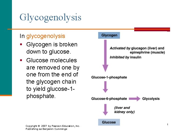 Glycogenolysis In glycogenolysis § Glycogen is broken down to glucose. § Glucose molecules are