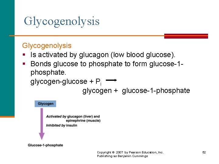 Glycogenolysis § Is activated by glucagon (low blood glucose). § Bonds glucose to phosphate