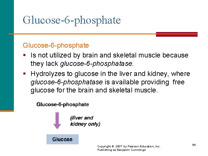 Glucose-6 -phosphate § Is not utilized by brain and skeletal muscle because they lack