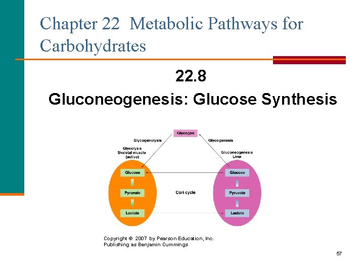 Chapter 22 Metabolic Pathways for Carbohydrates 22. 8 Gluconeogenesis: Glucose Synthesis Copyright © 2007