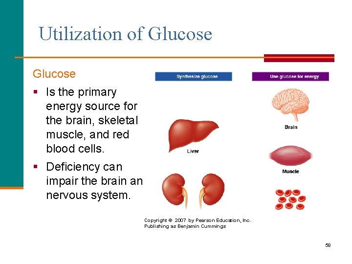 Utilization of Glucose § Is the primary energy source for the brain, skeletal muscle,