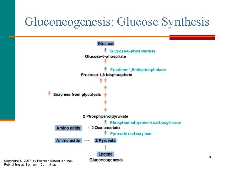 Gluconeogenesis: Glucose Synthesis 60 Copyright © 2007 by Pearson Education, Inc. Publishing as Benjamin