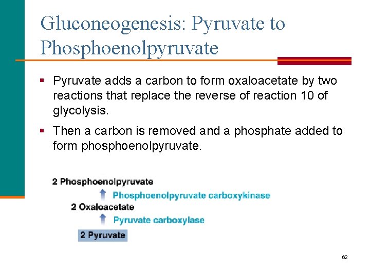 Gluconeogenesis: Pyruvate to Phosphoenolpyruvate § Pyruvate adds a carbon to form oxaloacetate by two