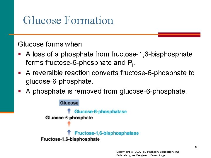 Glucose Formation Glucose forms when § A loss of a phosphate from fructose-1, 6