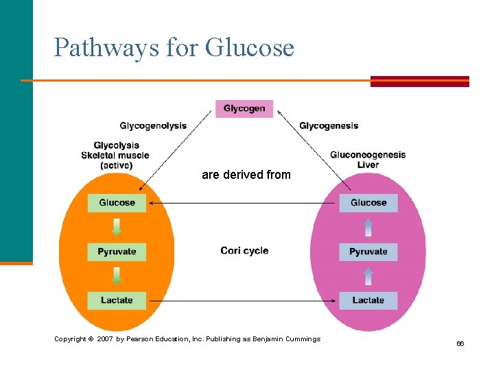 Pathways for Glucose are derived from Copyright © 2007 by Pearson Education, Inc. Publishing
