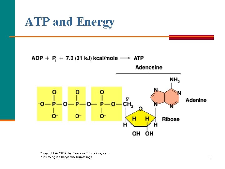 ATP and Energy Copyright © 2007 by Pearson Education, Inc. Publishing as Benjamin Cummings