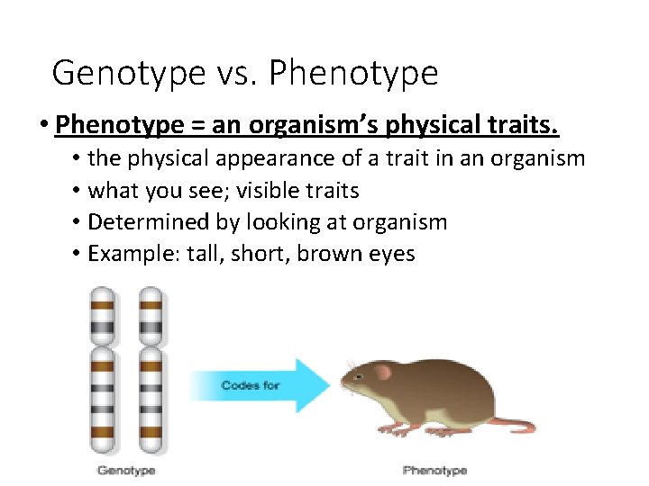 Genotype vs. Phenotype • Phenotype = an organism’s physical traits. • the physical appearance