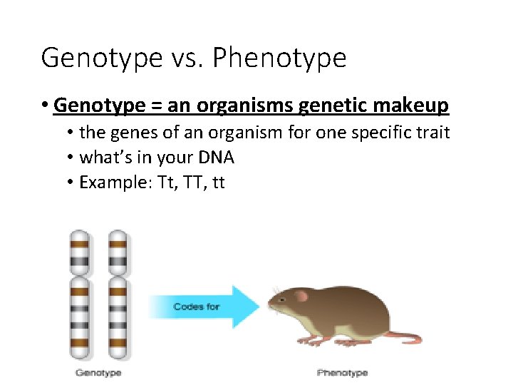 Genotype vs. Phenotype • Genotype = an organisms genetic makeup • the genes of