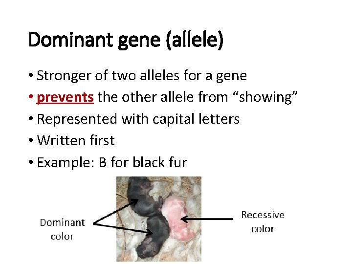 Dominant gene (allele) • Stronger of two alleles for a gene • prevents the