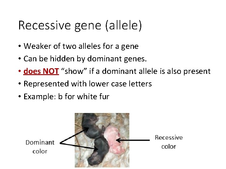 Recessive gene (allele) • Weaker of two alleles for a gene • Can be