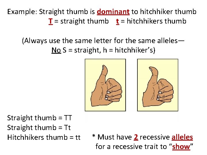Example: Straight thumb is dominant to hitchhiker thumb T = straight thumb t =
