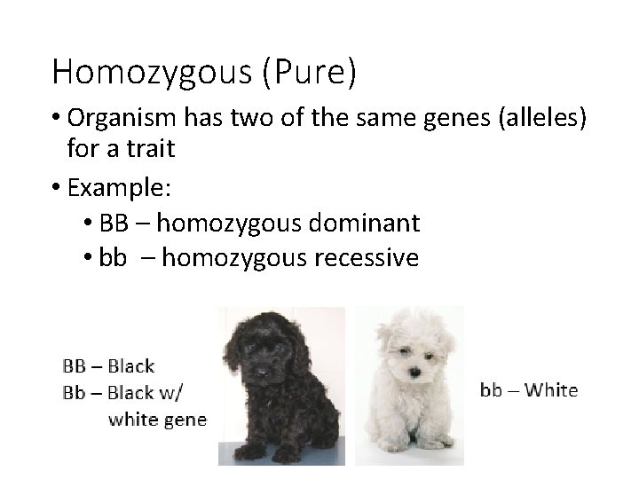 Homozygous (Pure) • Organism has two of the same genes (alleles) for a trait