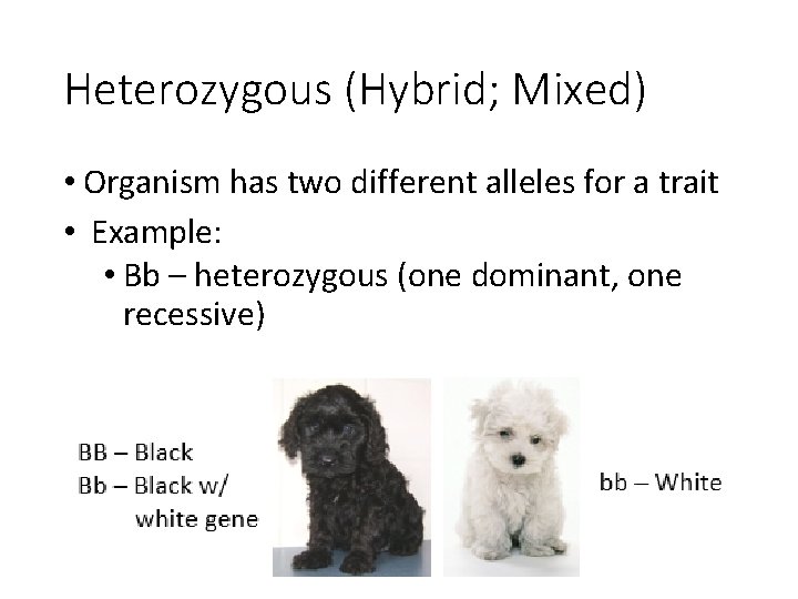 Heterozygous (Hybrid; Mixed) • Organism has two different alleles for a trait • Example: