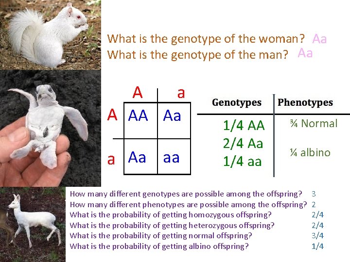 Normal skin is dominant over albino skin. A woman who has normal skin, but